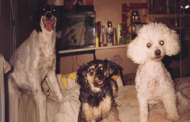 Lets talk Dogs… Lets talk Dogs…