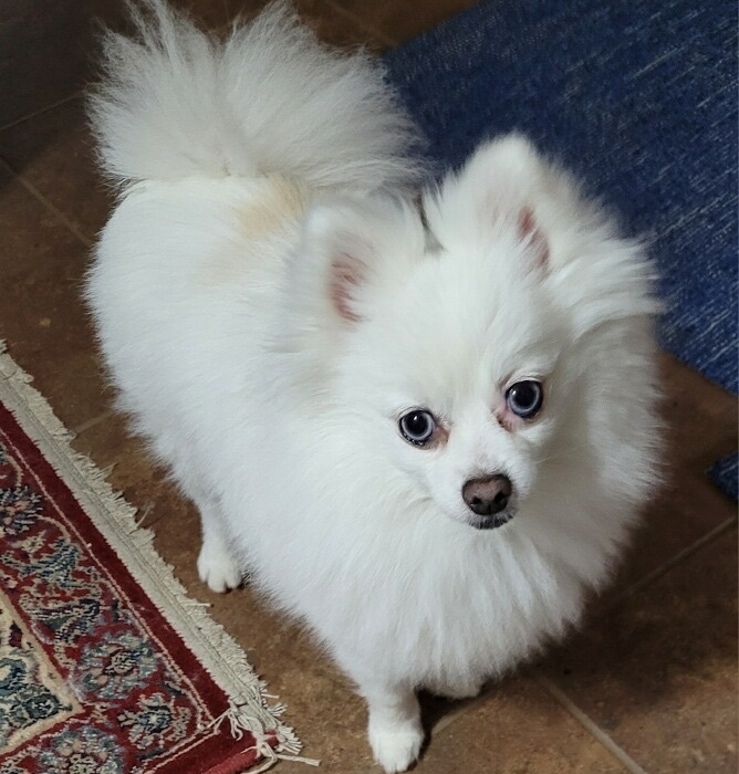 Merle Pomeranian